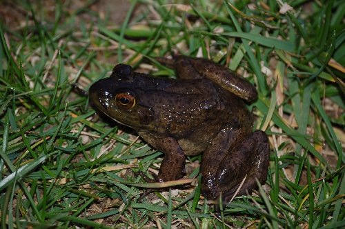 Rana toro - Lithobates catesbeianus (Piemonte)